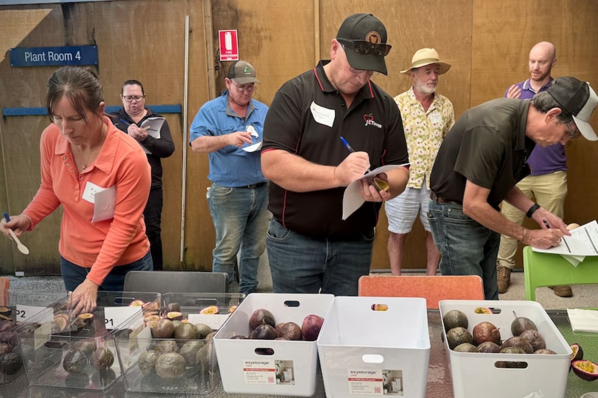 Australia Saves Purple Passionfruit With Breeding Win - Image 3