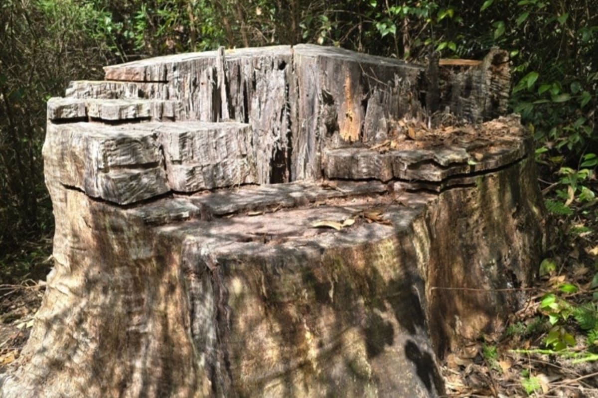 Australia Court Sends $450K to Indigenous Group, Not Government - Image 4