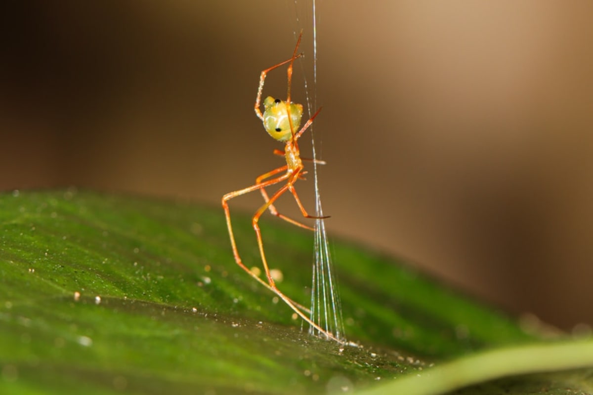 Queensland Spider Uses Ancient Weapon Trick to Hunt Ants - Image 3