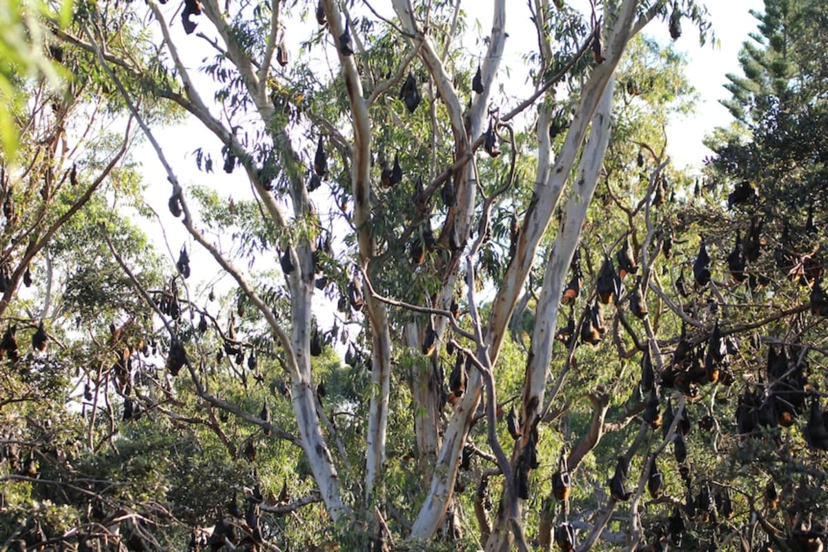 Australian Bat Poop Worth $955M to Forests - Image 4
