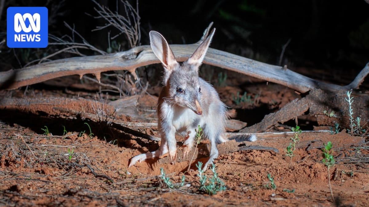 Australia's Easter Bilby Population Quadruples Since 2021