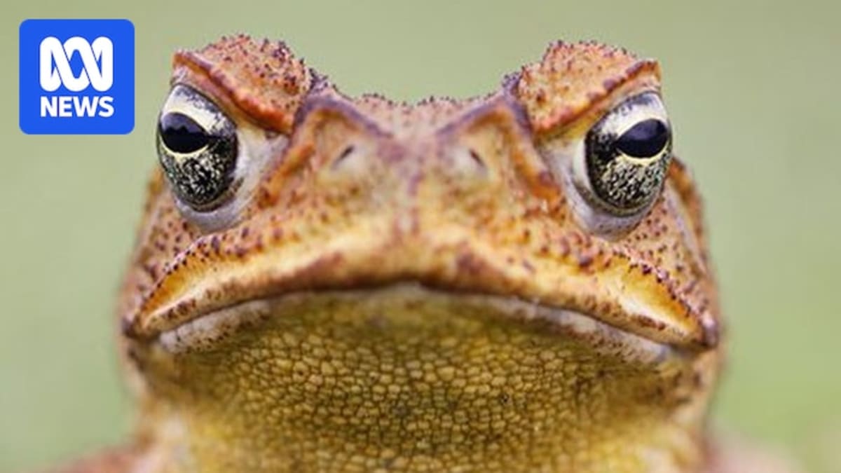 Researcher holding small juvenile cane toad used in conservation training program for native goannas