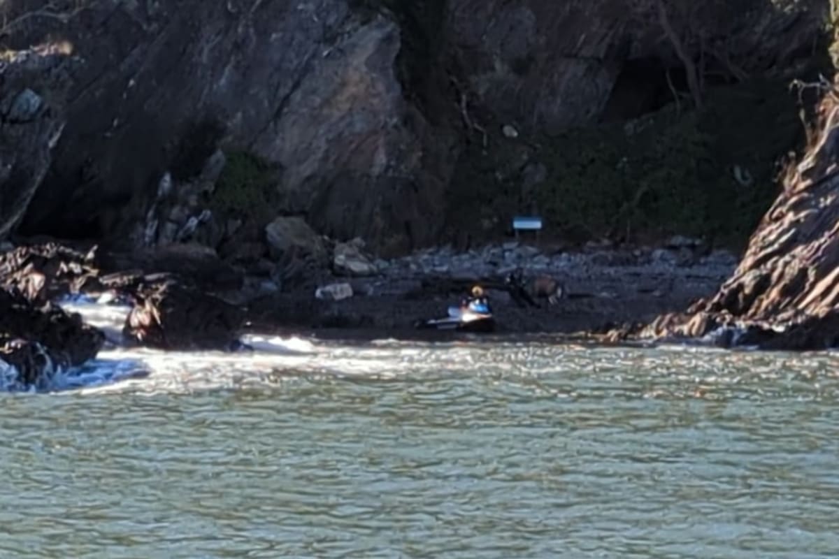 Dog Swims Half a Mile to Island, Rescued by Marine Team - Image 5