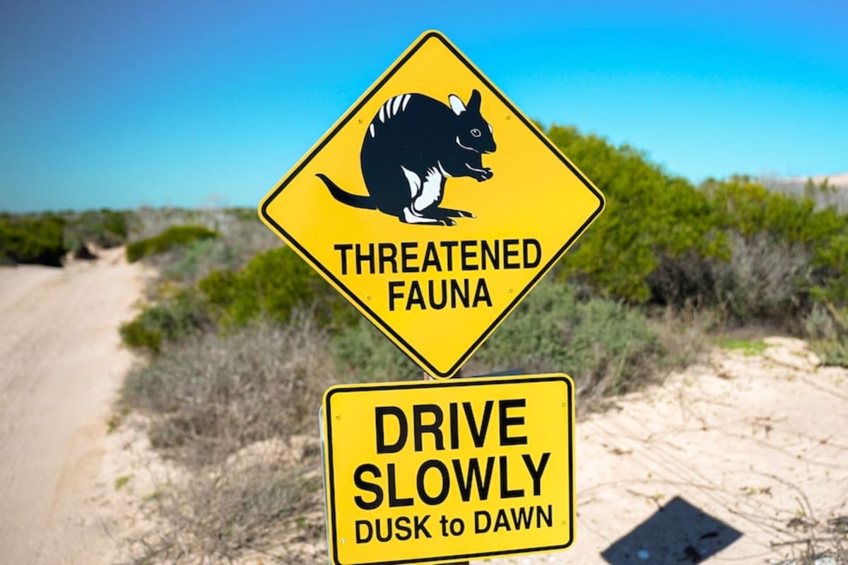 Remote Island Welcomes Endangered Marsupials After Decade - Image 3
