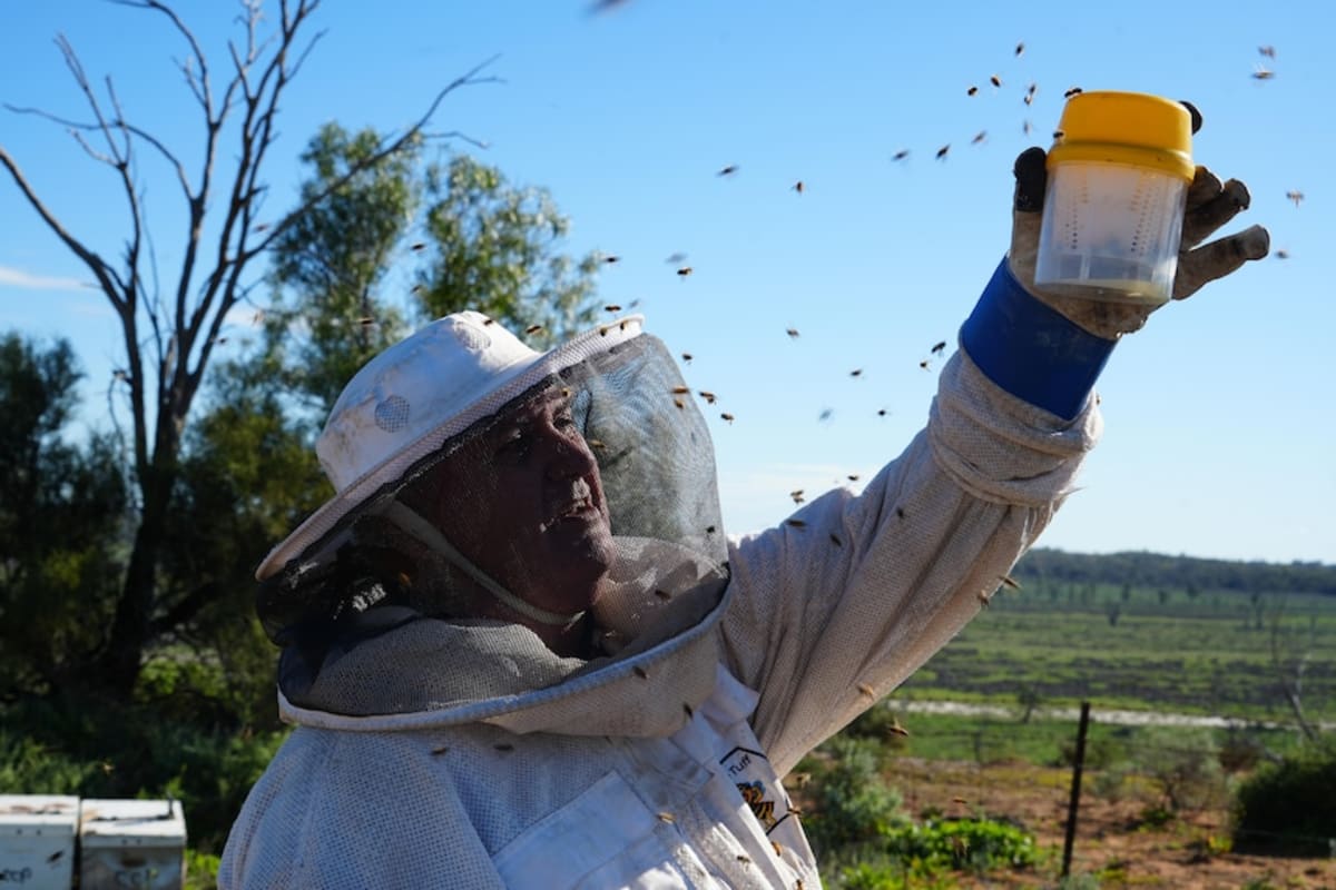 New Biopesticide Gives Beekeepers Hope Against Varroa Mite - Image 3
