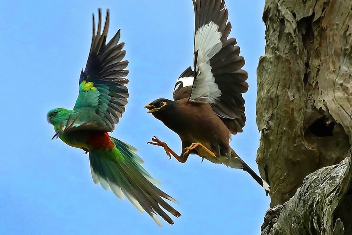 Queensland Town Traps 80 Invasive Birds in DIY Program - Image 2