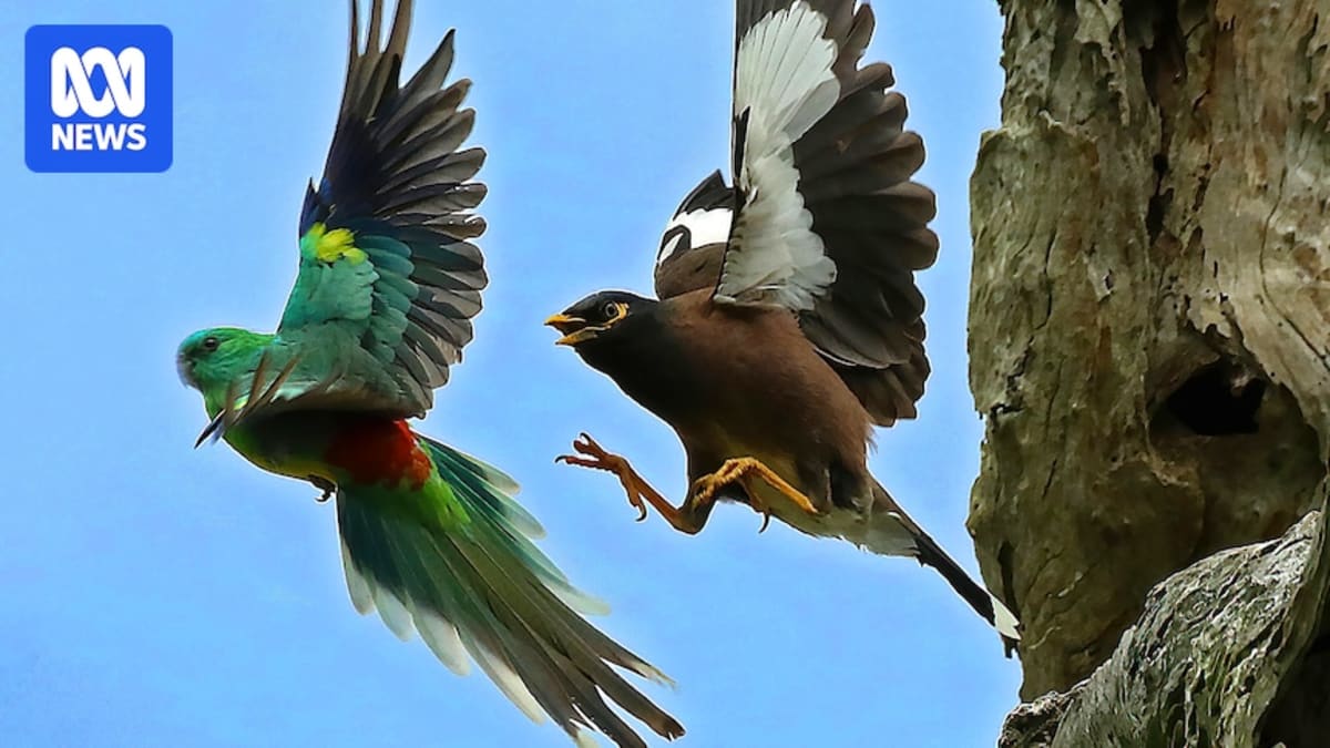 ** Wildlife carer Shannon Mathes with humane bird trap in Charleville, Queensland, Australia