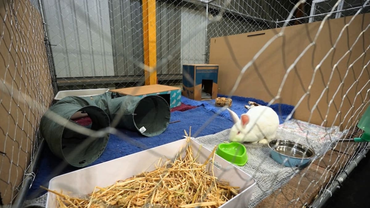 Australia Opens First Adoption Center for Lab Animals - Image 4