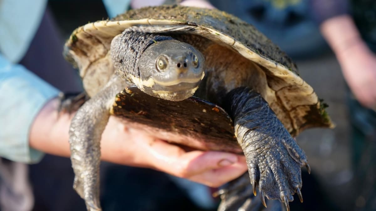 500 Turtles Thrive After Outback Lake Nearly Dried Up - Image 2