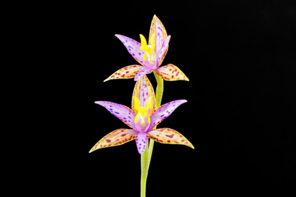 Scientists Clone One of World's Rarest Orchids - Image 3