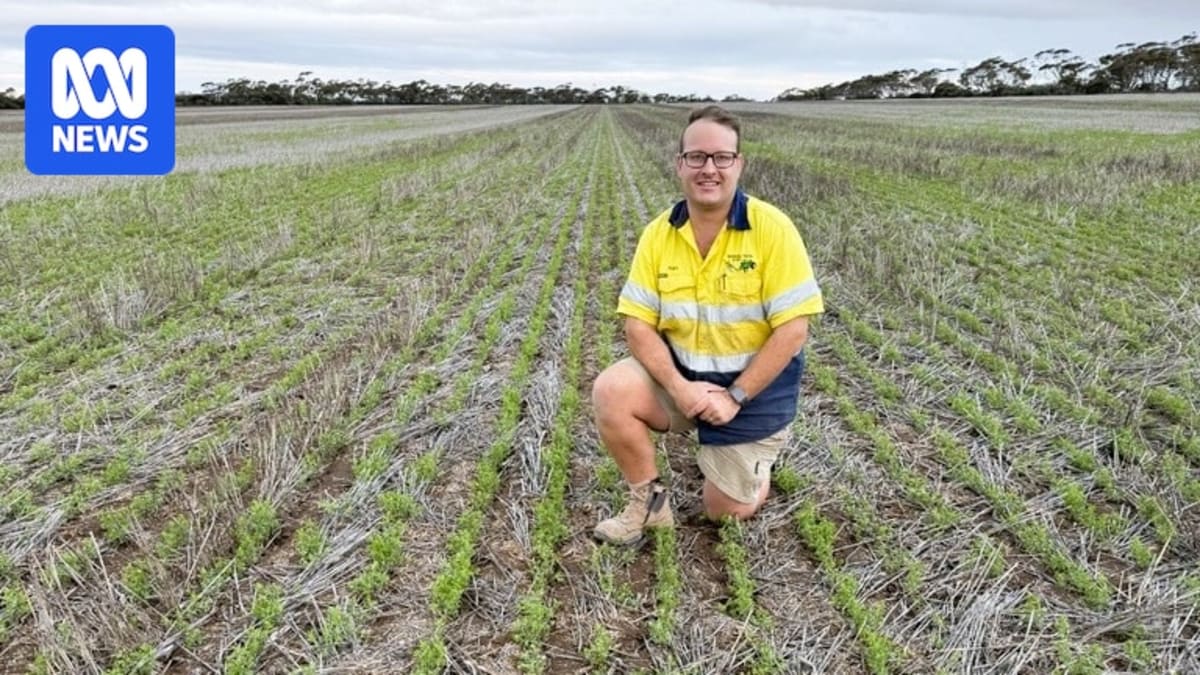 Record Rain Transforms South Australian Farms in Weeks