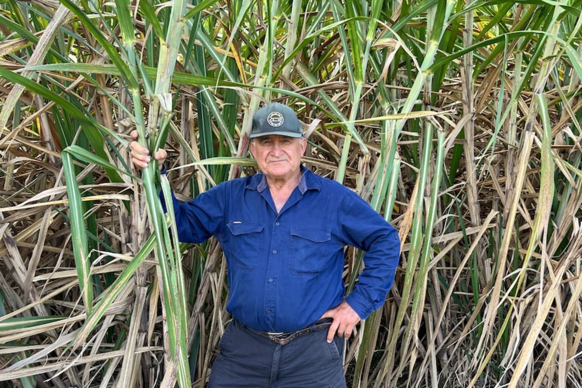 Fungal Disease Made Australia's Sugar Industry Stronger - Image 5