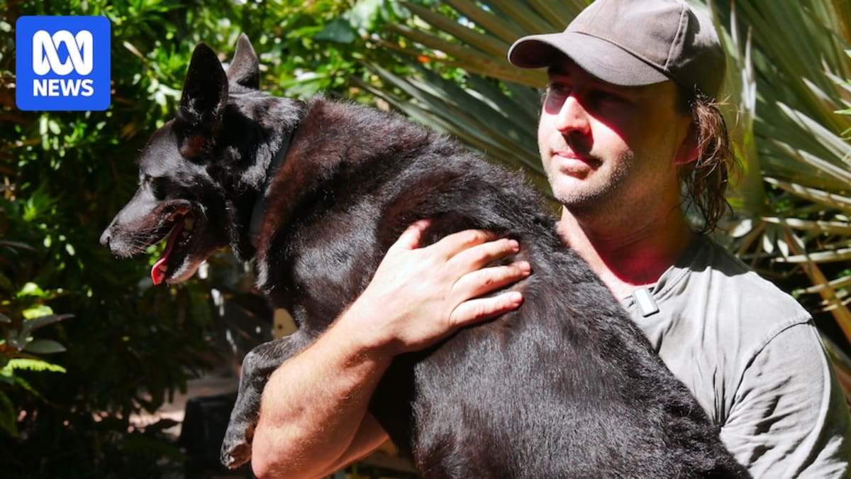 Black kelpie dog Milli recovering from puncture wounds after crocodile attack rescue