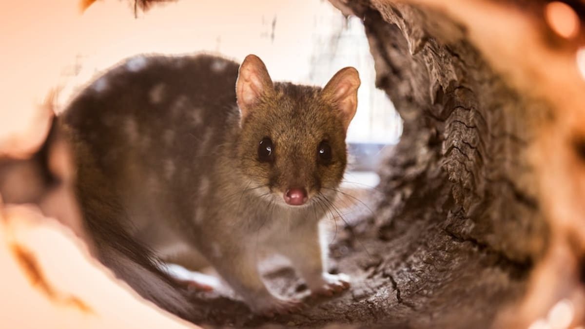 Canberra Builds Quarantine Pens to Save Rare Quolls - Image 3