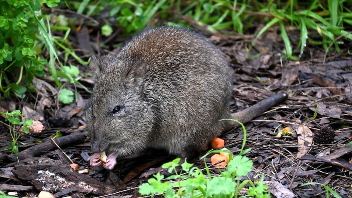 Students Save Orphaned Potoroo with Handmade Pouches - Image 2