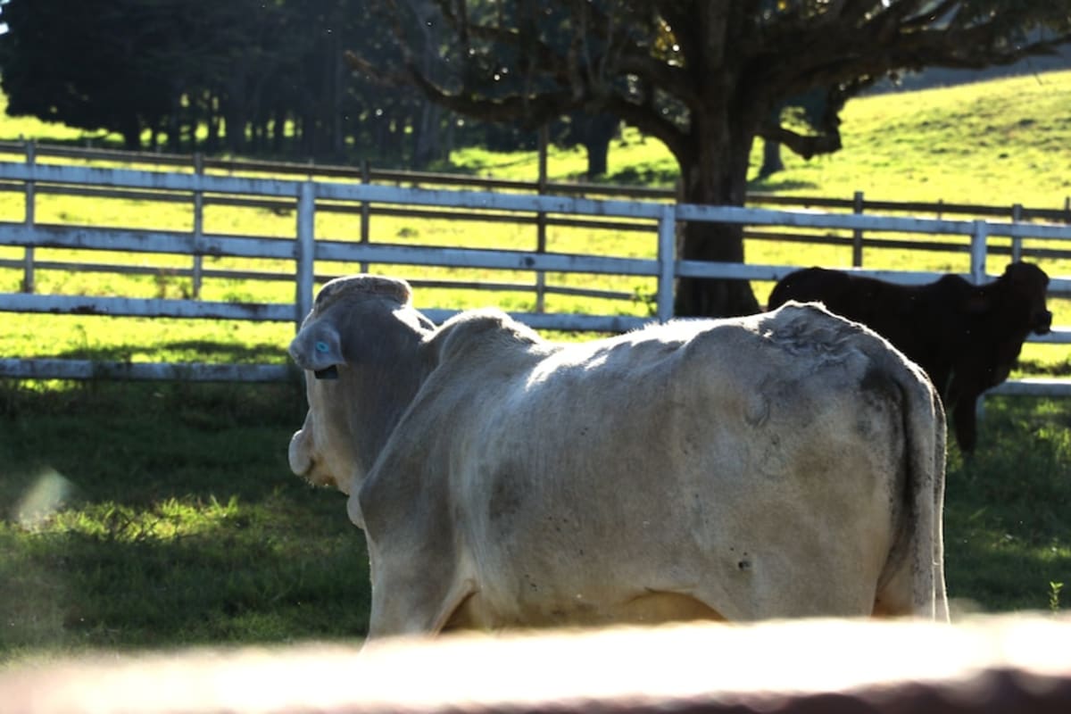 Australia Tackles Rural Vet Shortage With Student Support - Image 5
