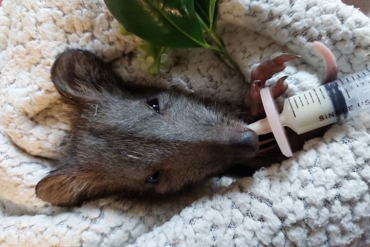 Students Save Orphaned Potoroo with Handmade Pouches - Image 3