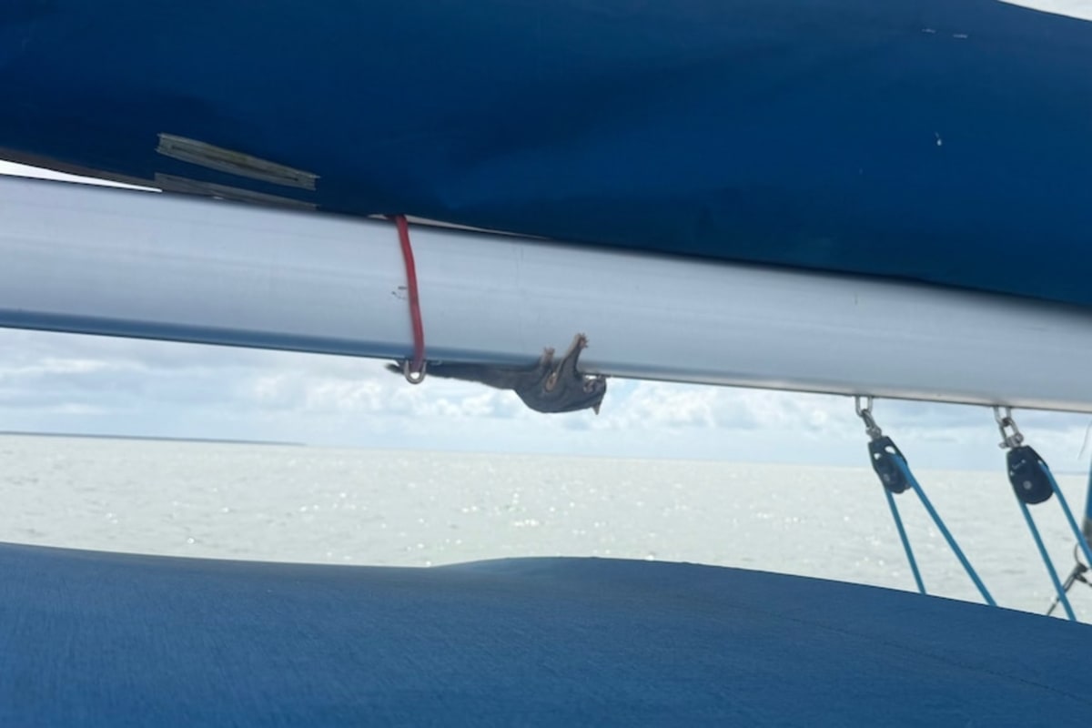 Stowaway Sugar Glider Rescued After Sailing Moreton Bay - Image 5