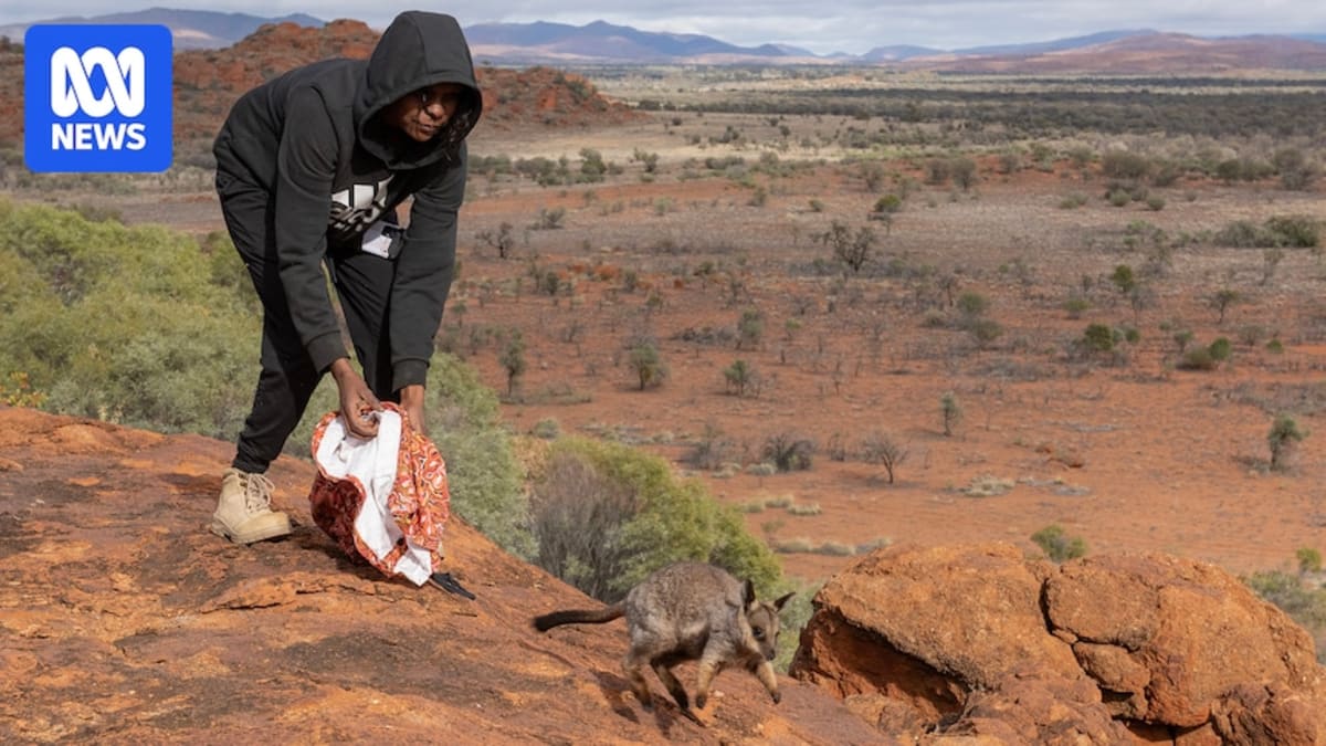 Aboriginal rangers in uniform examining a small native dunnart during wildlife monitoring work
