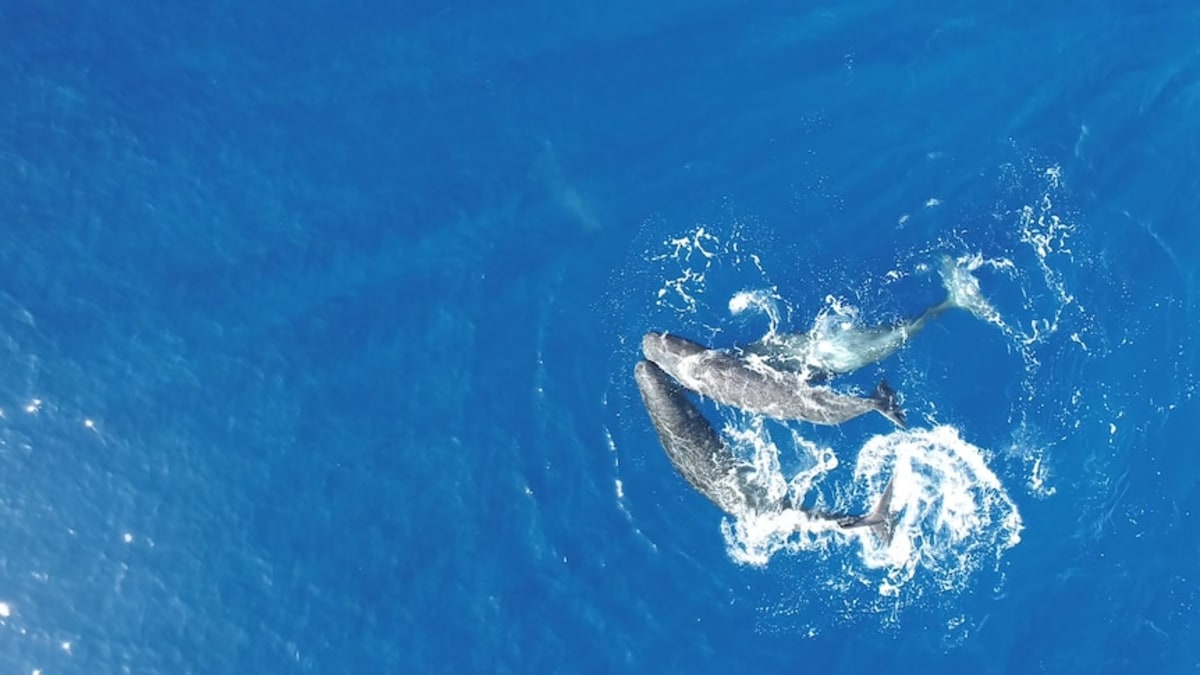 Scientists Film Sperm Whales Headbutting for First Time - Image 2