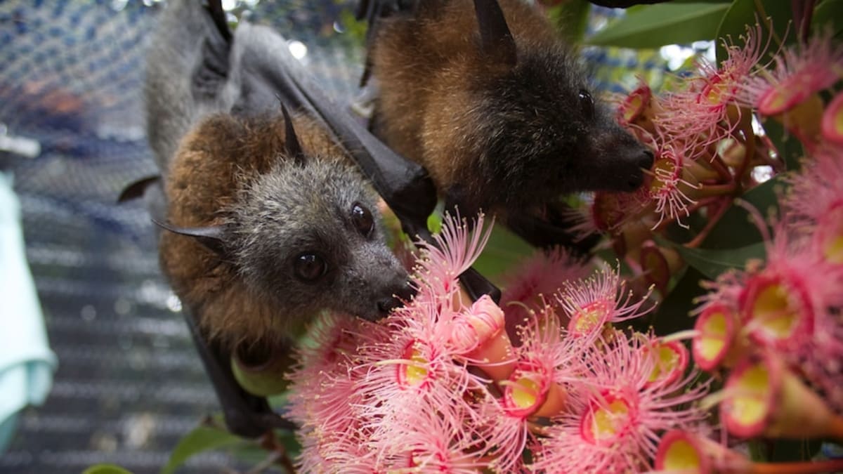 Australian Bat Poop Worth $955M to Forests - Image 3