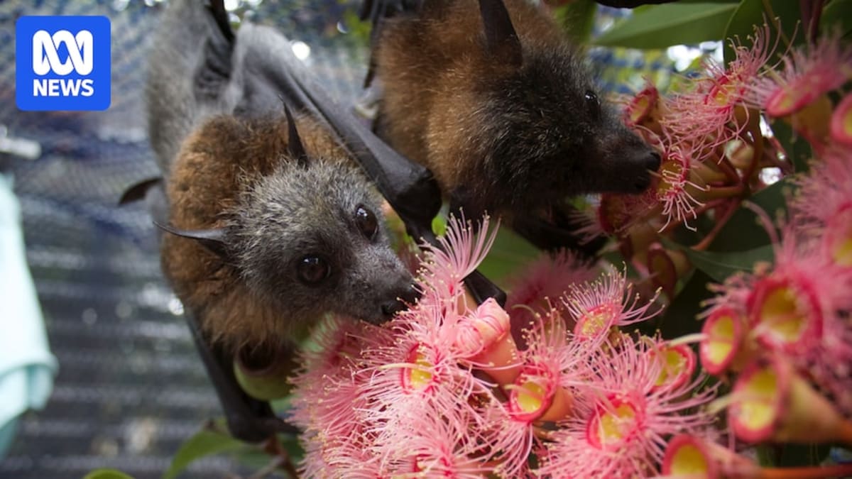 Australian Bat Poop Worth $955M to Forests