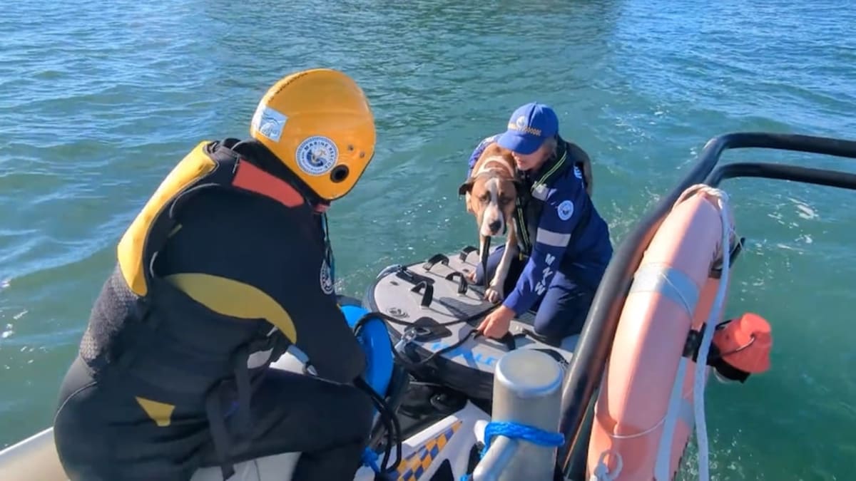 Dog Swims Half a Mile to Island, Rescued by Marine Team - Image 4
