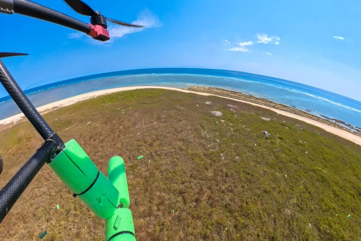 Drone Tech Saves Remote Island From Mouse Plague - Image 4