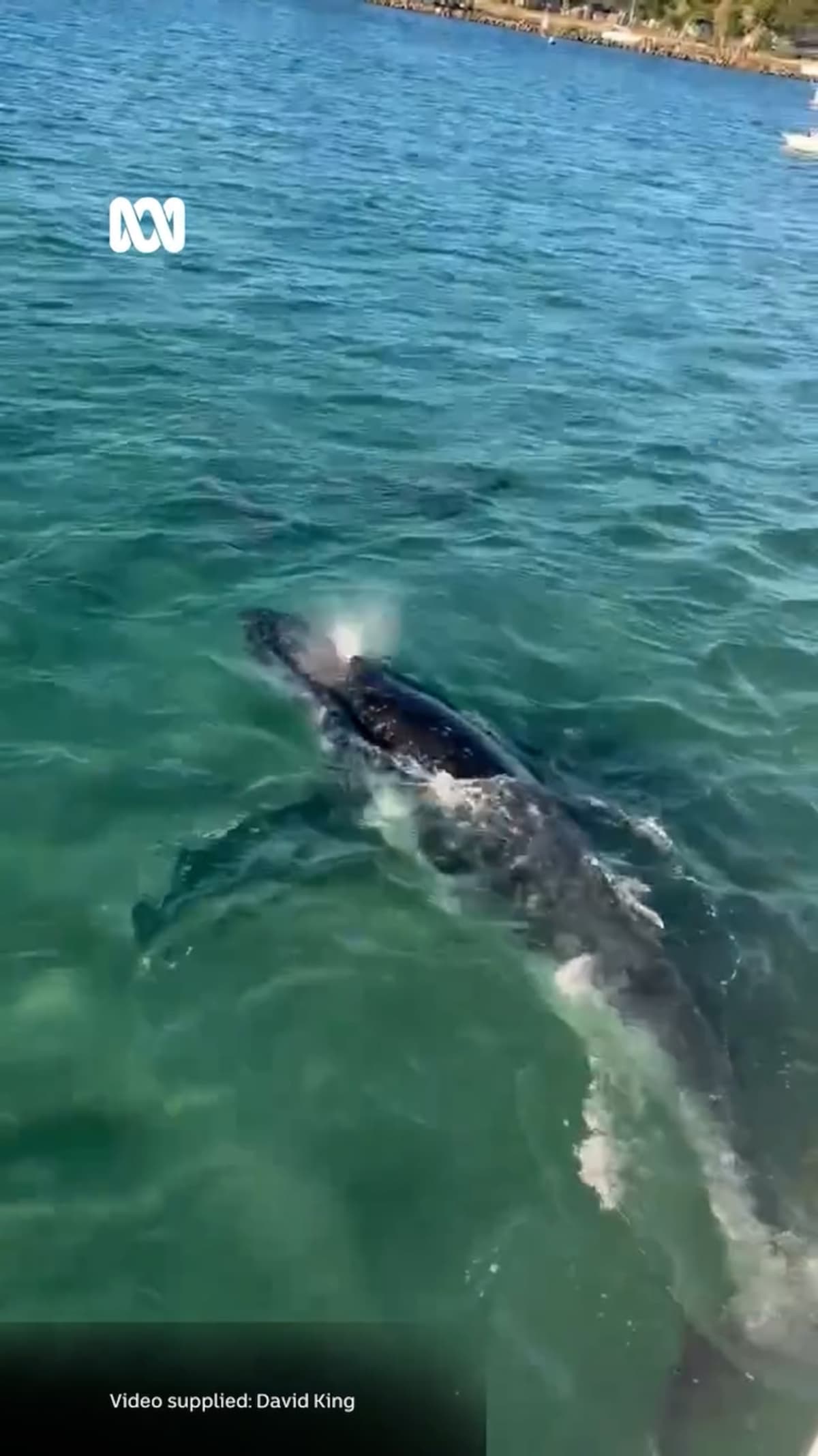 12-Ton Whale Freed After 24-Hour NSW Rescue Mission - Image 4