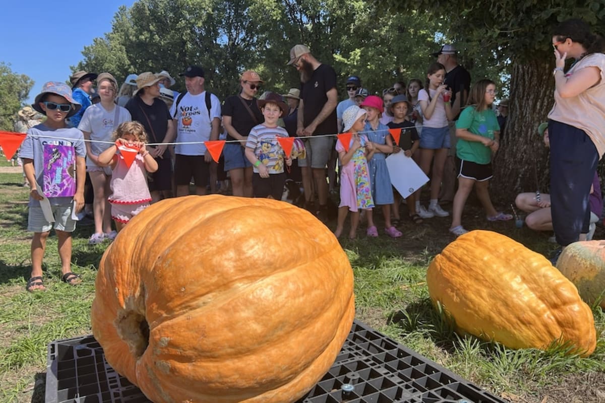 Australian Town Races to Grow 400kg Pumpkins You Can Row - Image 4