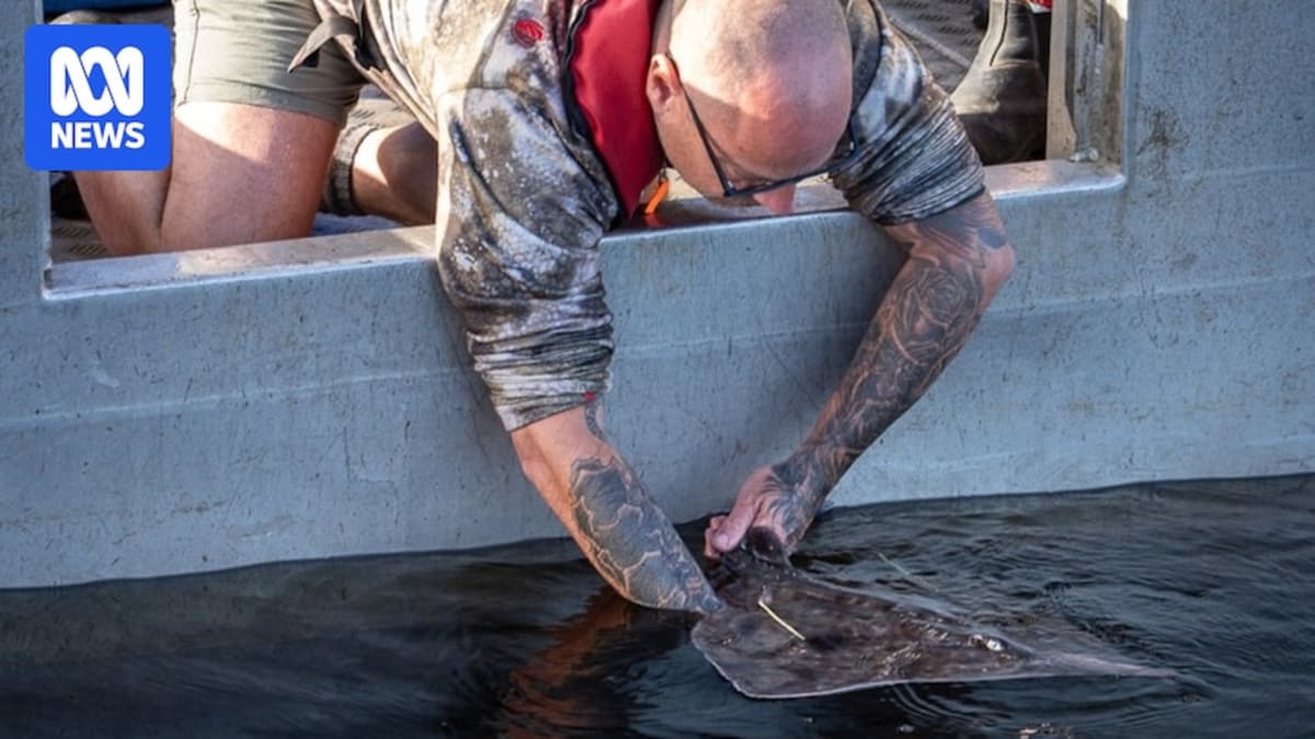 Maugean skate swimming in dark waters of Macquarie Harbour after conservation release