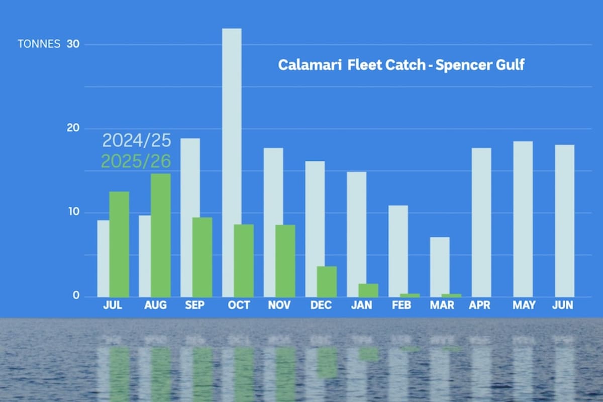 Squid Return to South Australia After Algal Bloom - Image 4