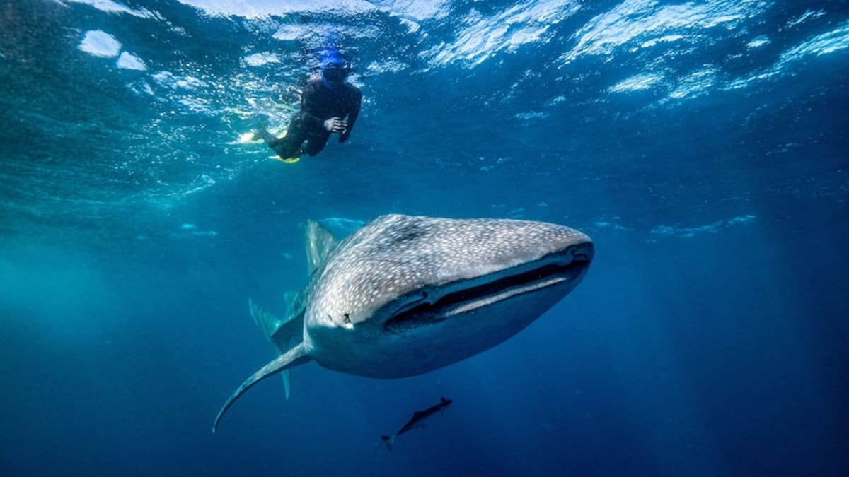 Whale Sharks Are Serial Snackers, Dorsal Cameras Show - Image 2