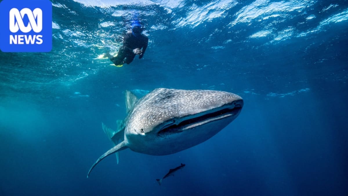Underwater camera mounted on whale shark dorsal fin capturing ocean view ahead