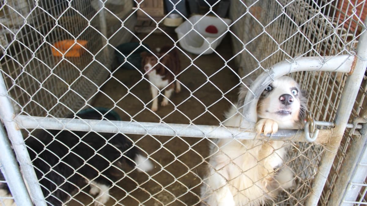Victorian Puppy Farm Proposal Withdrawn After Community Push - Image 2