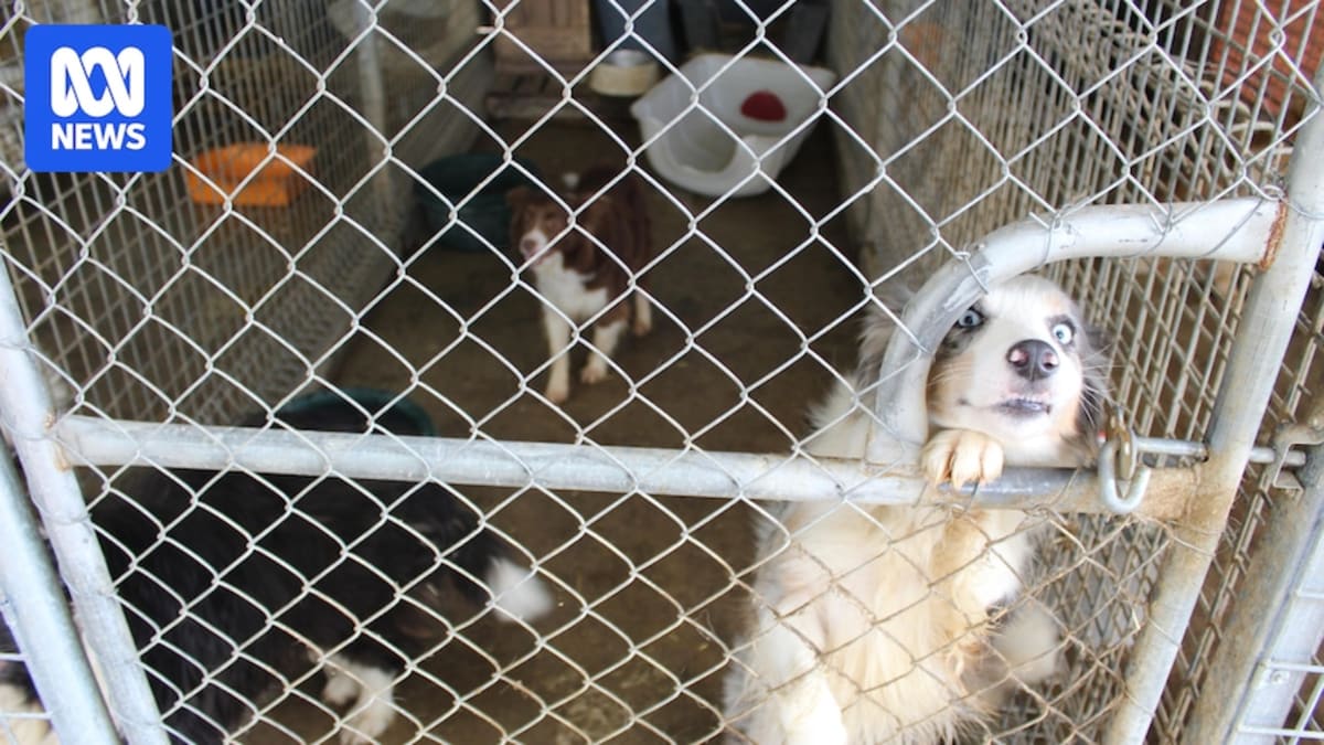 Golden retriever and corgi puppies in a humane shelter setting with proper care