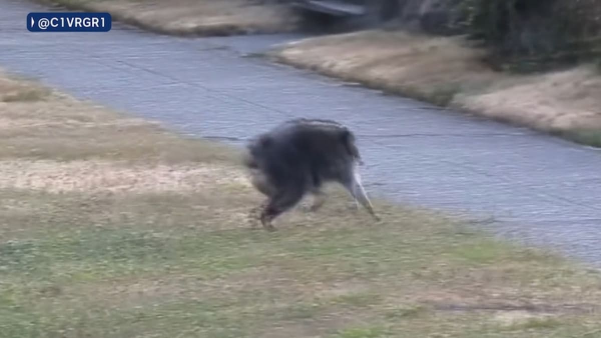 Seattle's Jimothy the Raccoon Wins Hearts With 6.8M Views - Image 3