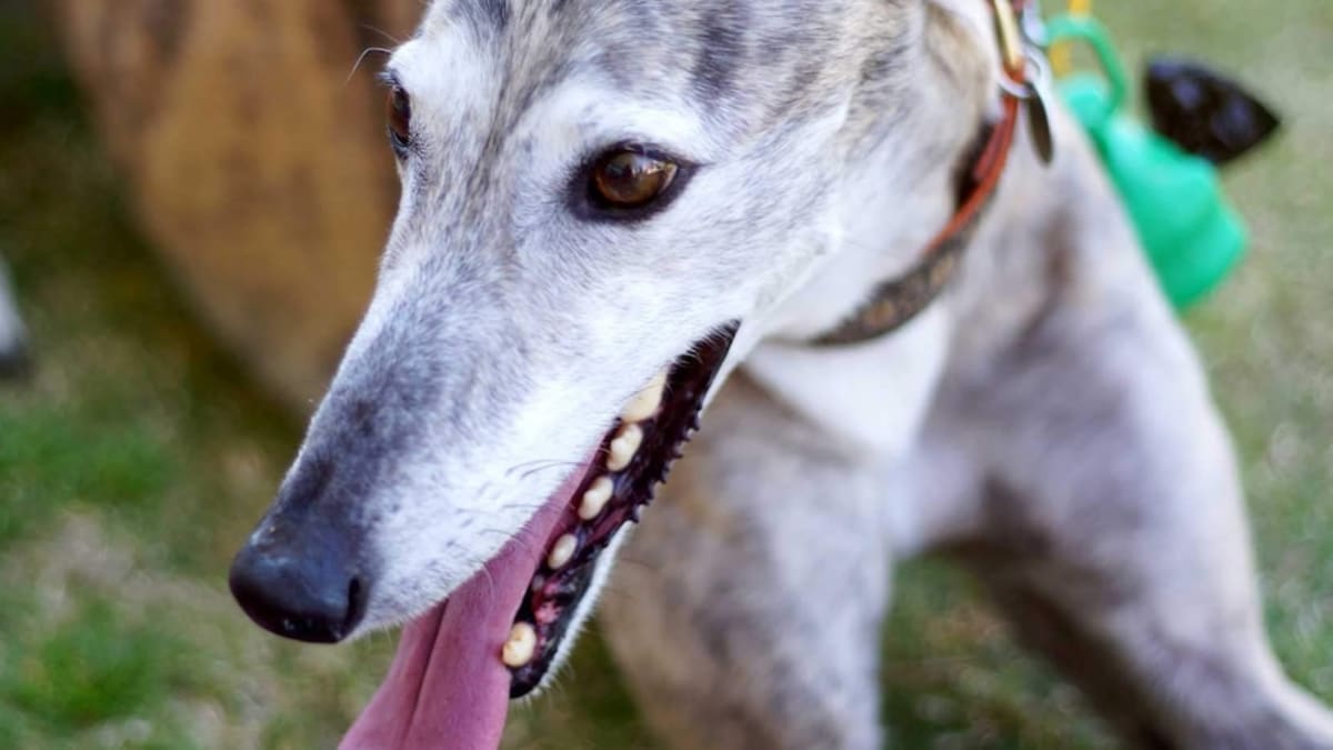 Tasmania Could End Greyhound Racing with Better Payout - Image 5