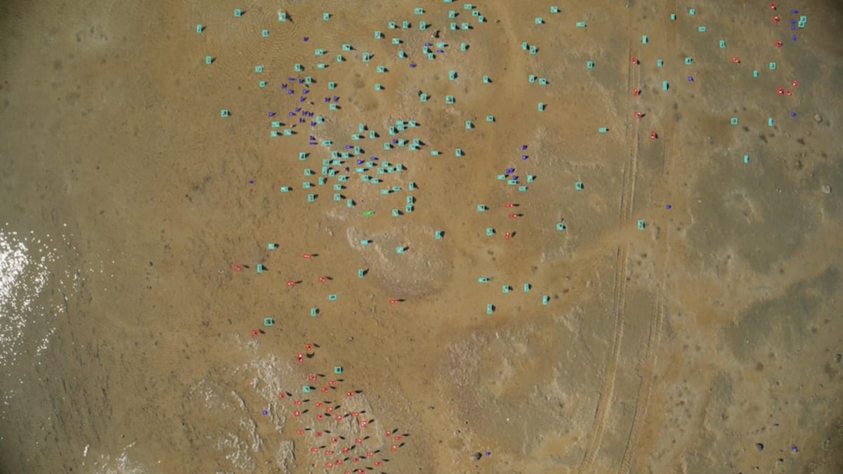 Drones and AI Speed Up Bird Conservation by 85 Times - Image 5