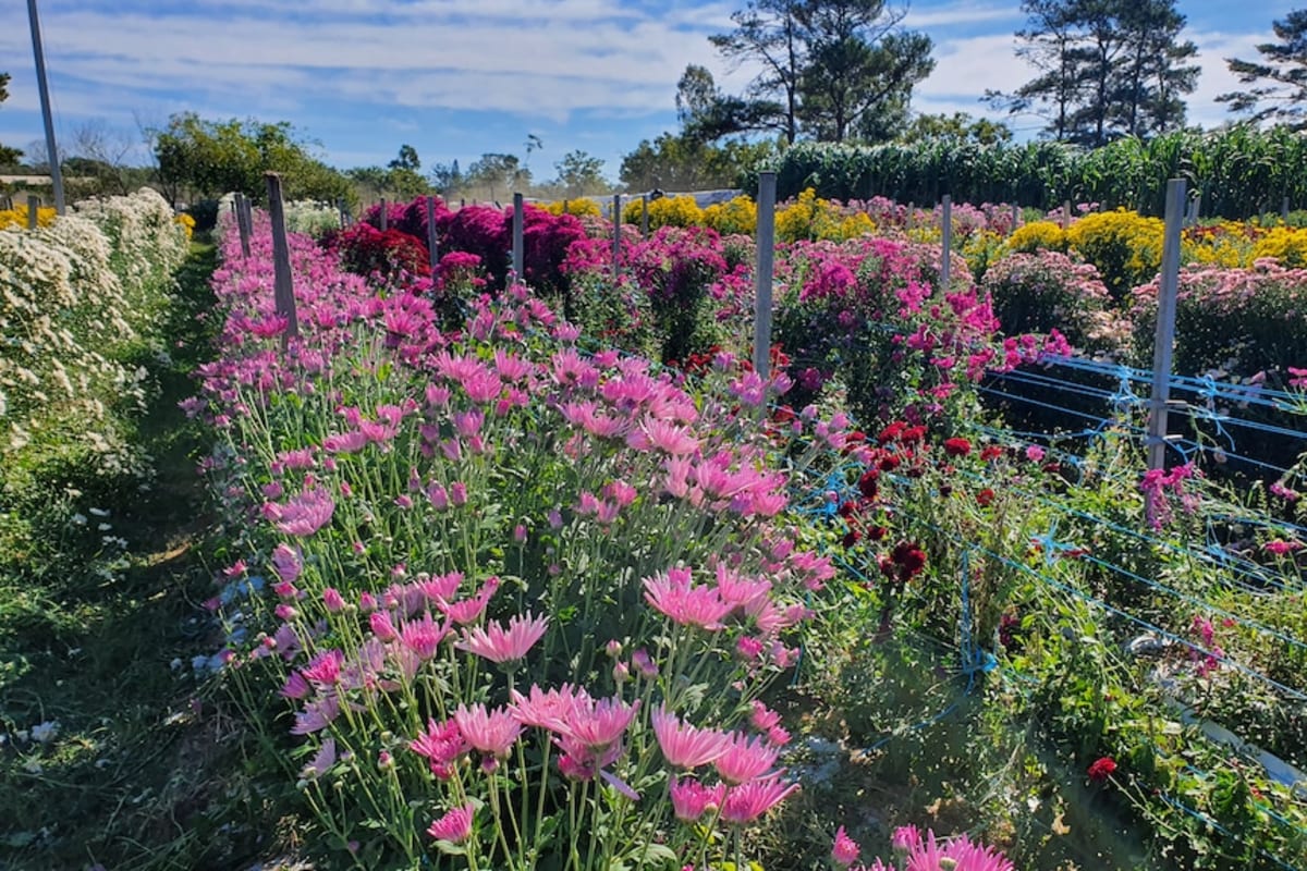 Disability Flower Farm Closes After 35 Years of Blooms - Image 4
