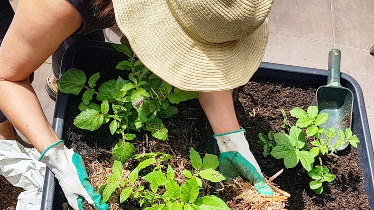 Indoor Gardening Grows Fresh Food in Tiny Apartments - Image 2