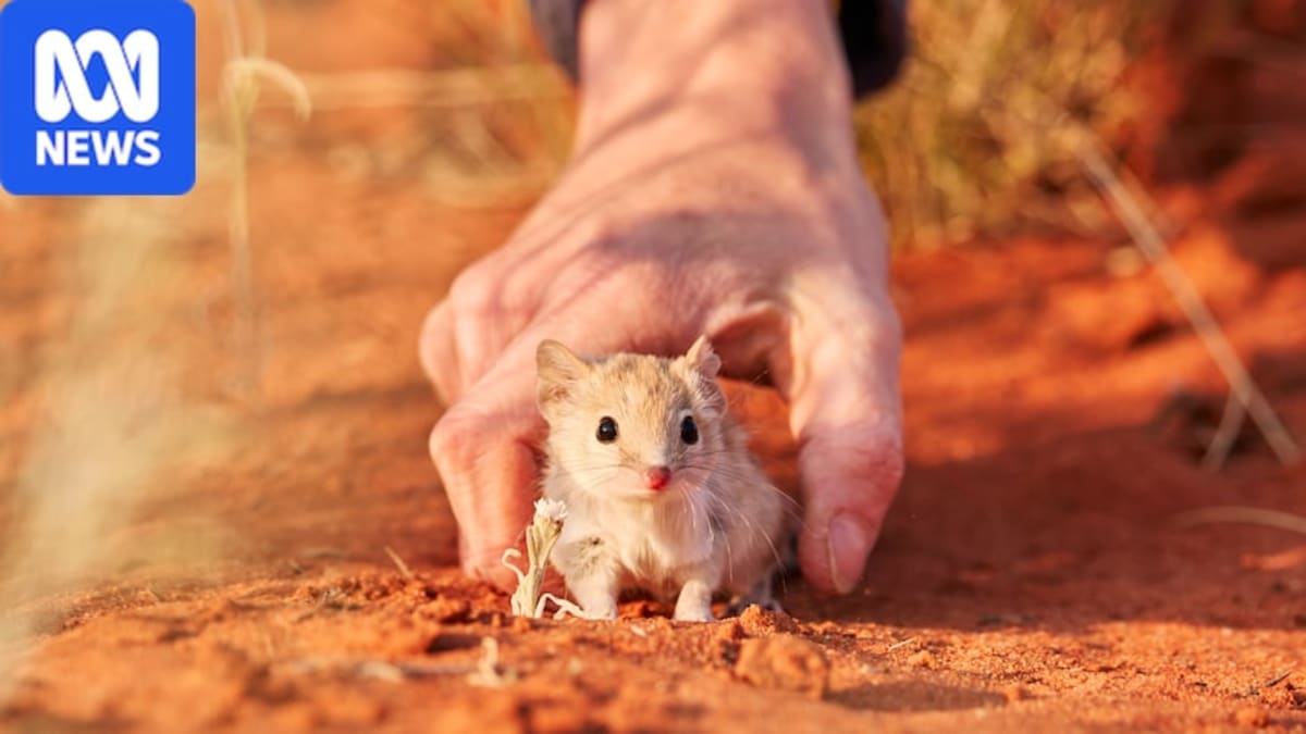 Extinct Species Return to Australian Outback After 100 Years