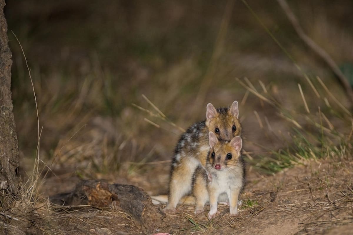 Canberra Builds Quarantine Pens to Save Rare Quolls - Image 4