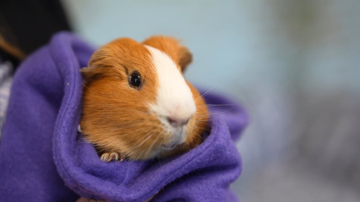Australia Opens First Adoption Center for Lab Animals - Image 5