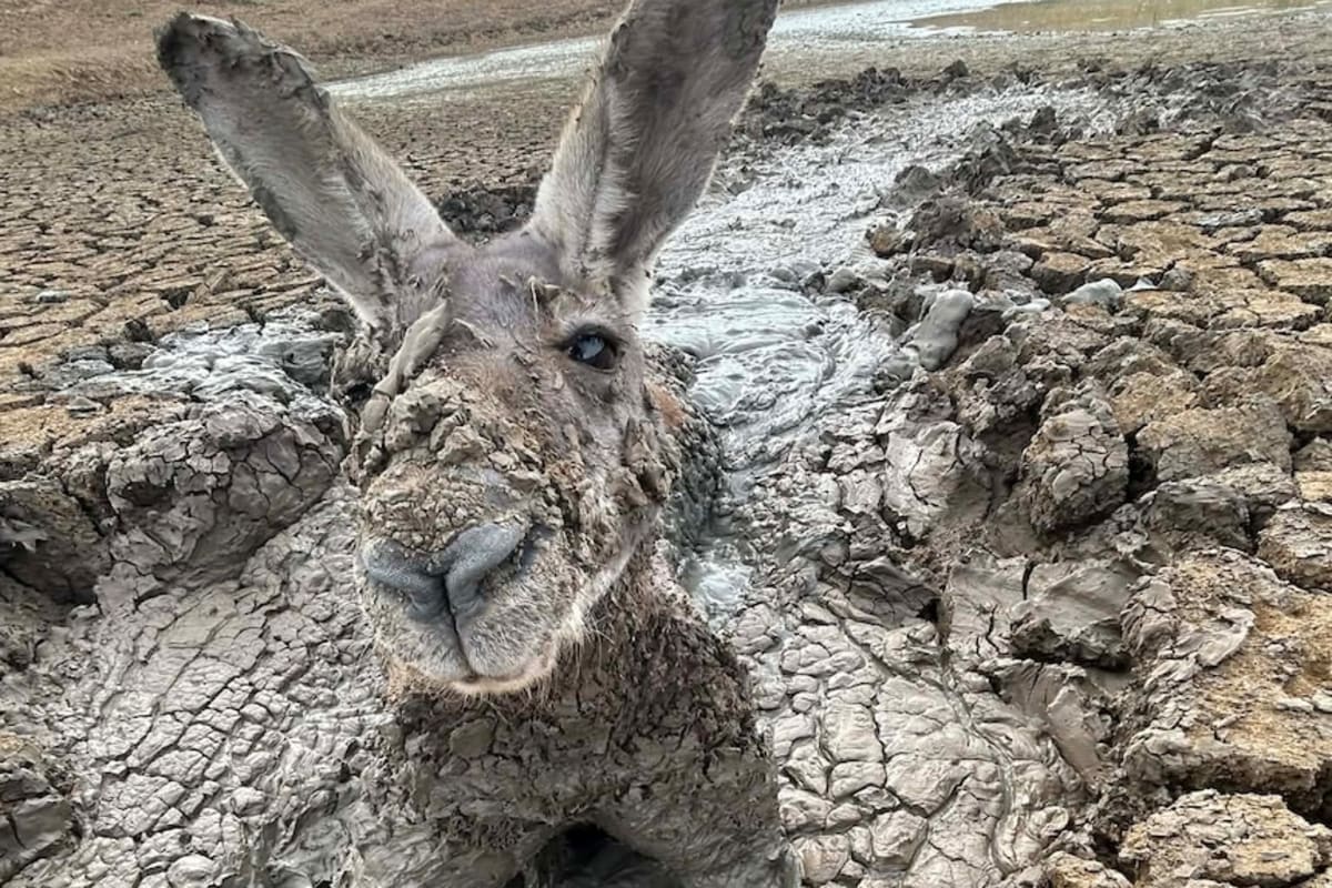 NSW Farmer Pulls Trapped Kangaroo From Dried-Up Dam - Image 3