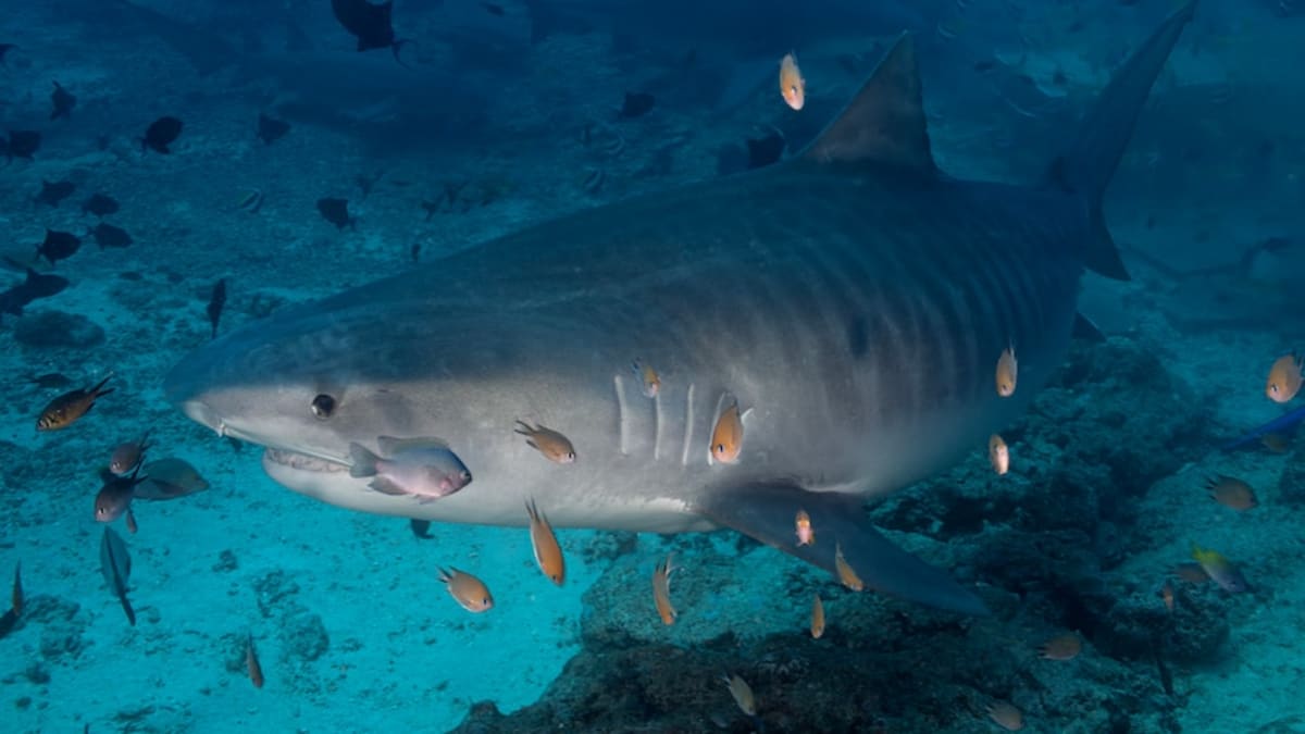 Tiger Sharks Return to Beaches in 3 Months After Relocation - Image 3