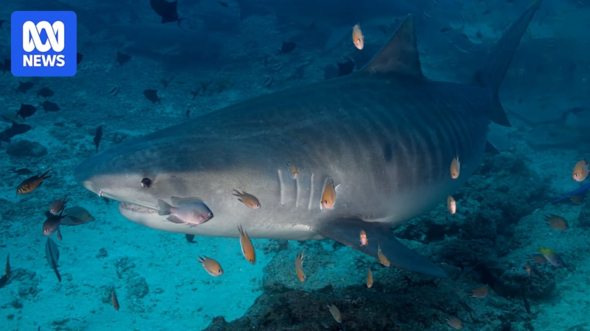 Tiger shark swimming in coastal waters off Queensland's Great Barrier Reef Marine Park