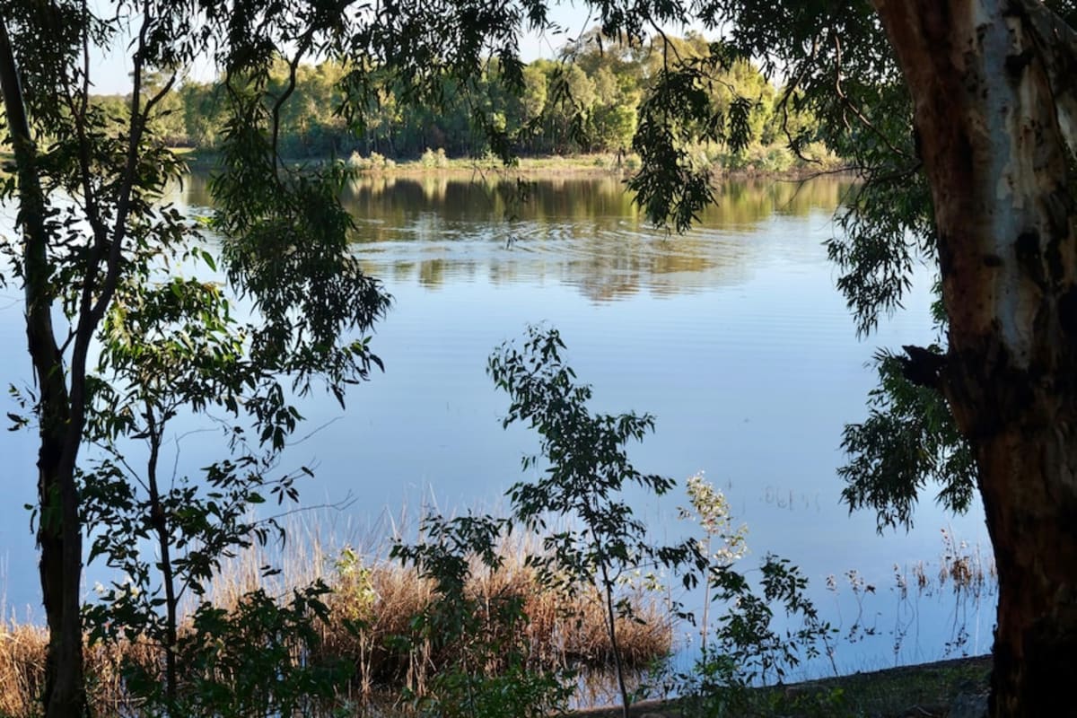 500 Turtles Thrive After Outback Lake Nearly Dried Up - Image 4
