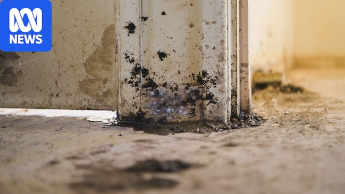 Housing Trust Fixes 4-Year Mould Problem After Ombudsman Steps In