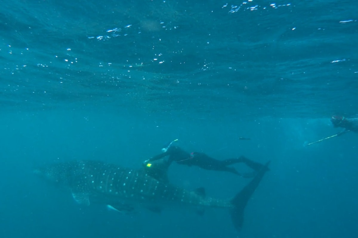 Whale Sharks Are Serial Snackers, Dorsal Cameras Show - Image 4